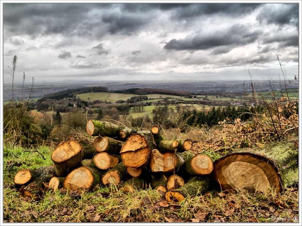 Logs With A View