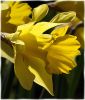 Daffodil Glory
