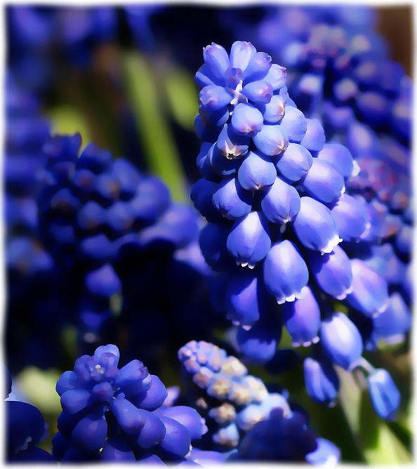 Hyacinth Spring