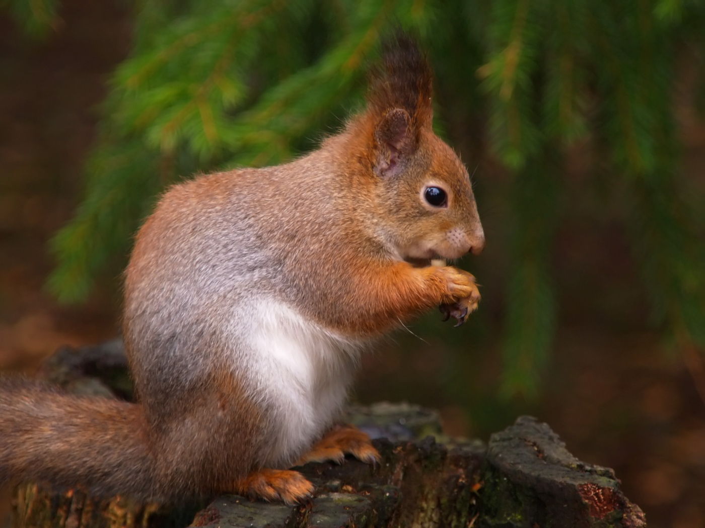 Squirrel in the spiring forrest