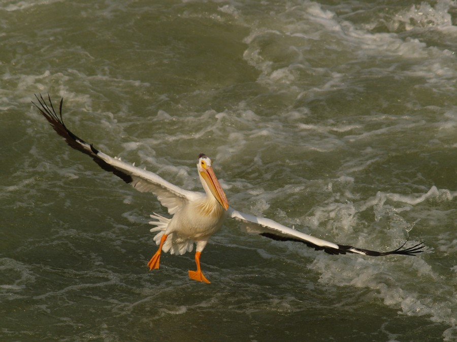 White pelican landing