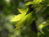 green leaves by Gyorgy Decsi