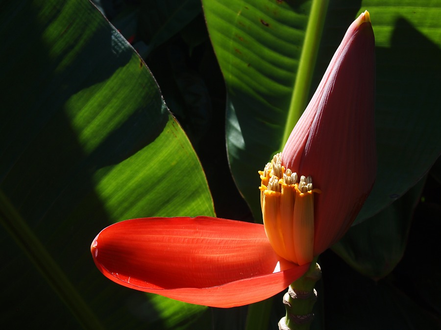 Ornamental Banana flower