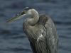 Blue Heron by Tom Connor
