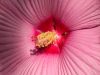 Hibiscus rosa-sinensis by dj de mos