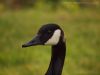 Candian Goose by Deborah Shupenis