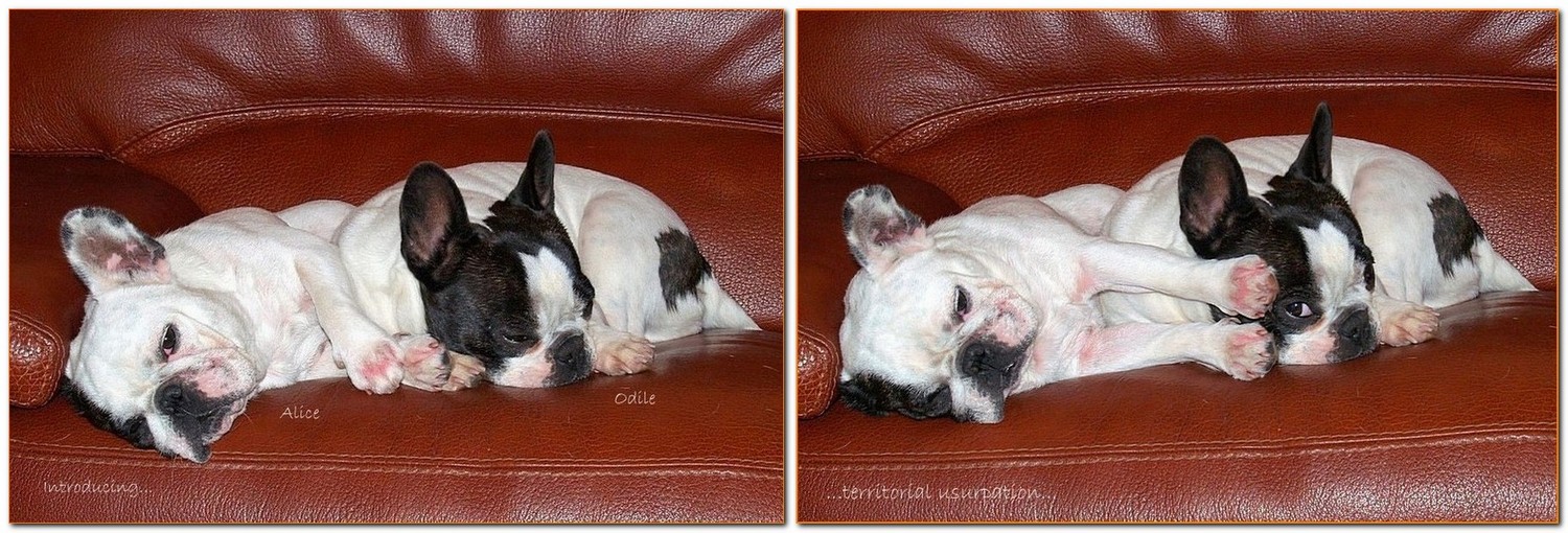 Introducing my French Bulldogs set #1: taking a rest...