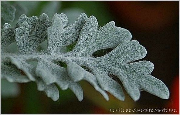 Hairy leaf...