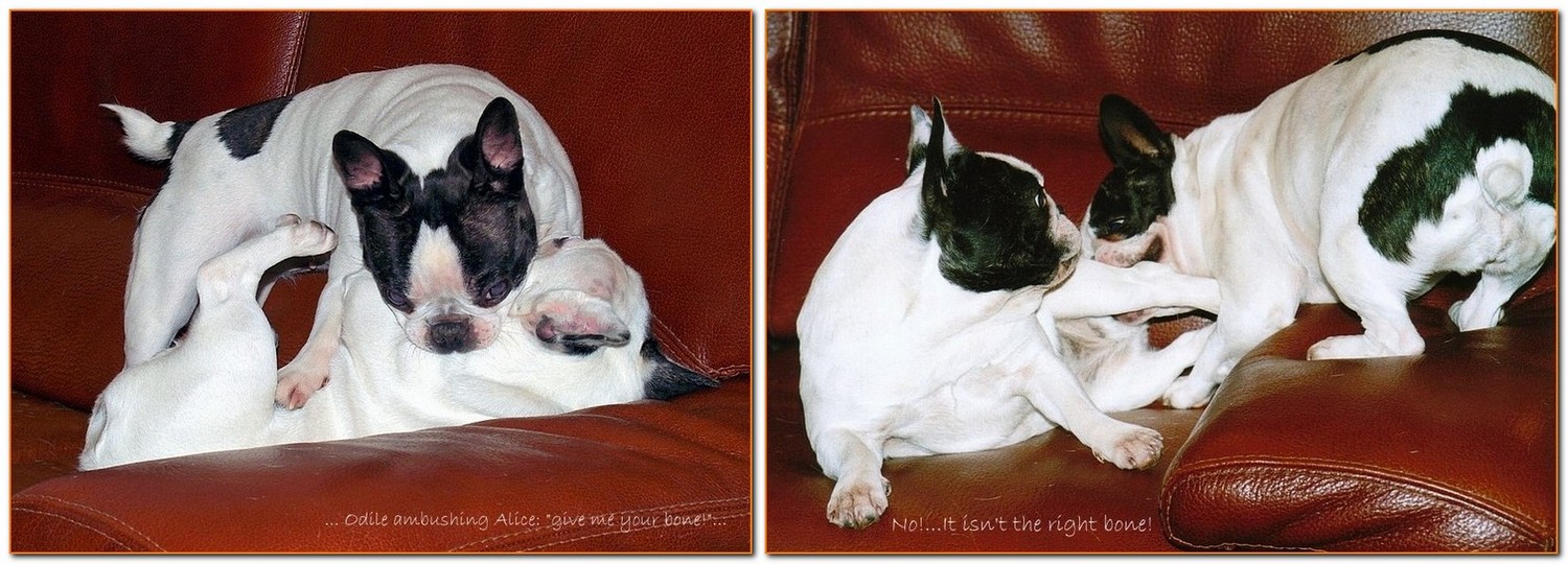 Introducing my French Bulldogs set #2 : wrestling...