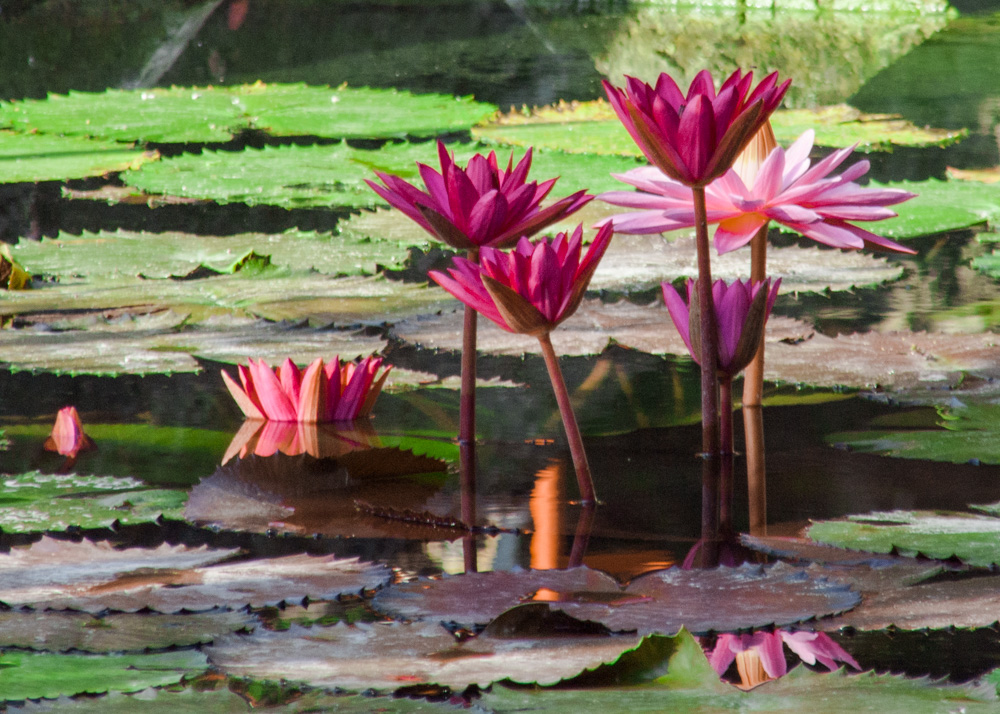 Morning Water Lily