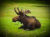 Moose on a Break by paul missall