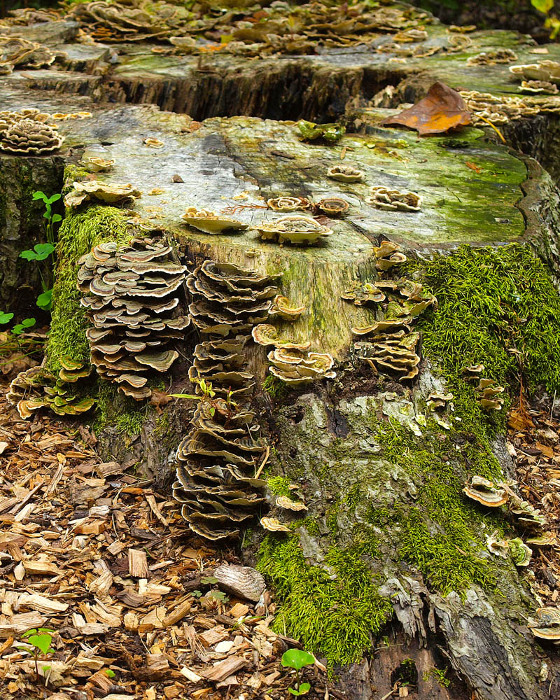 Stump Fungi