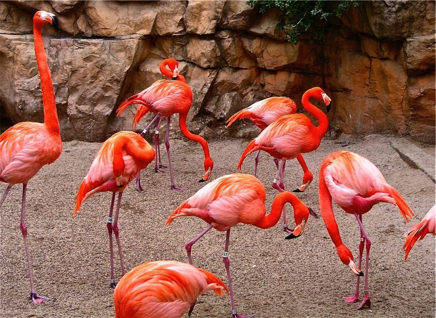Flamingos#1