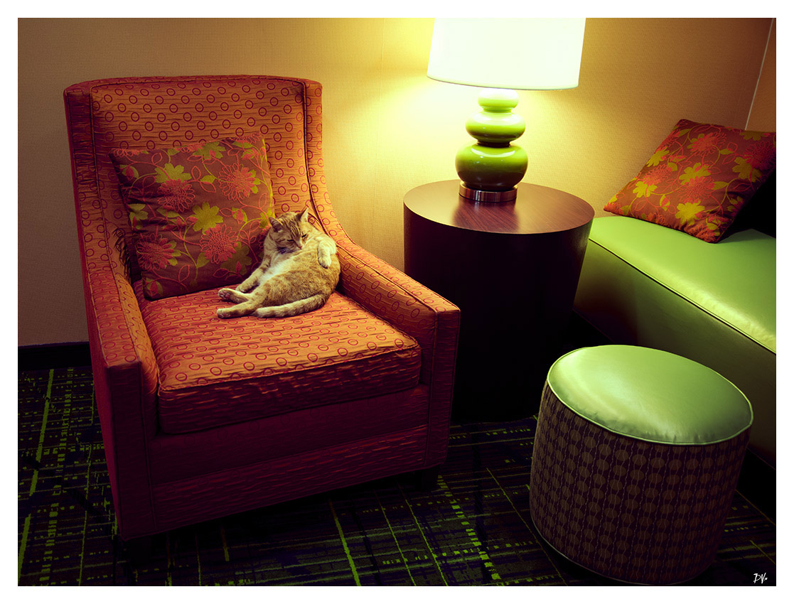 Hotel cat (2)