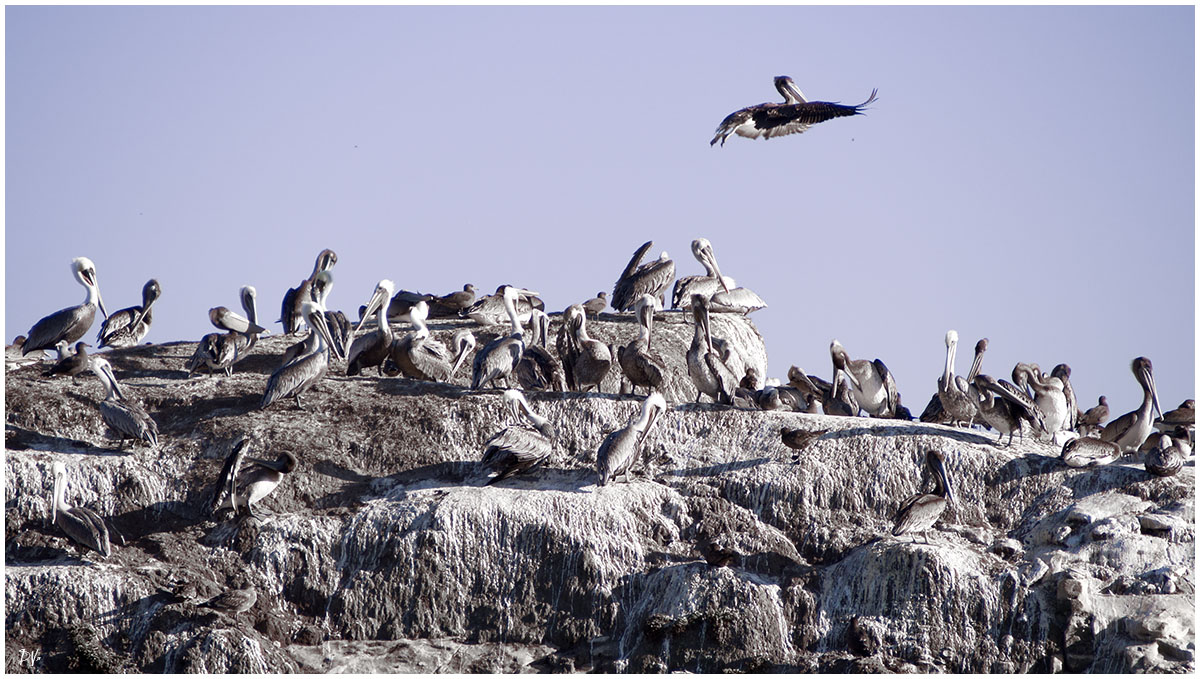 Flight of the pelican