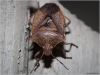 Portrait of a bug 1 by David Underwood