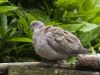 Eurasian collared dove by Fons van Swaal