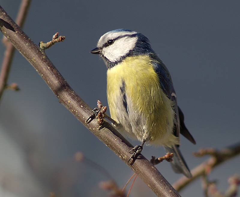 Blue tit (Parus caeruleus)