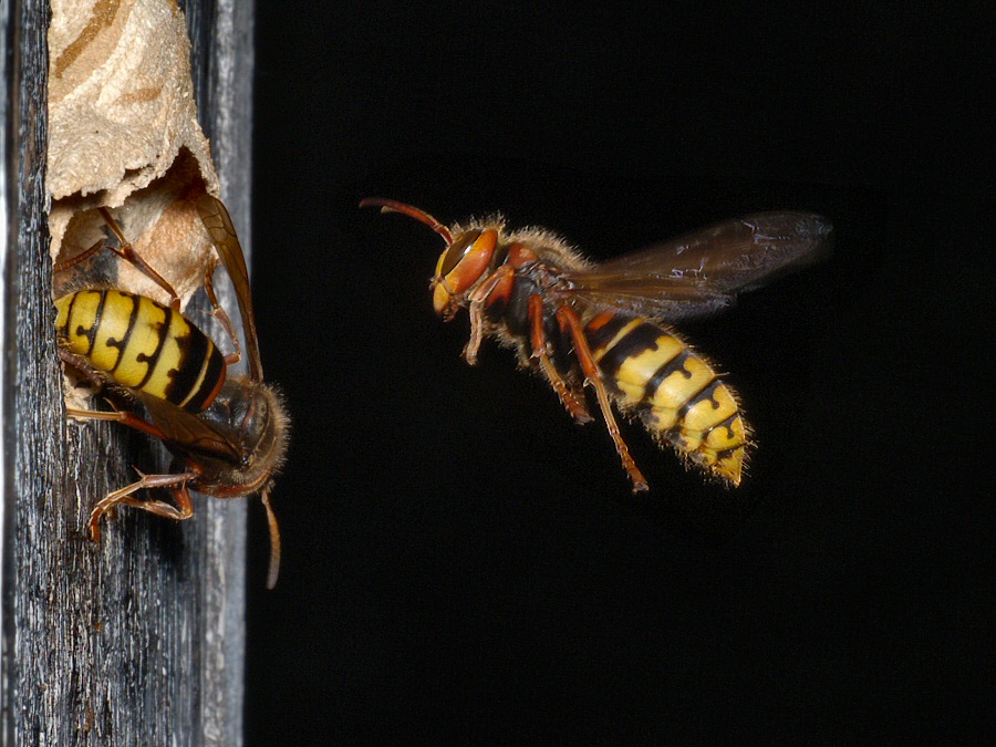 Homing Hornet