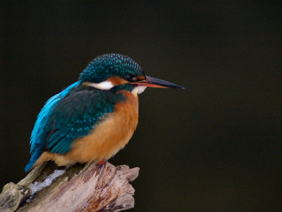 Swedish Kingfisher