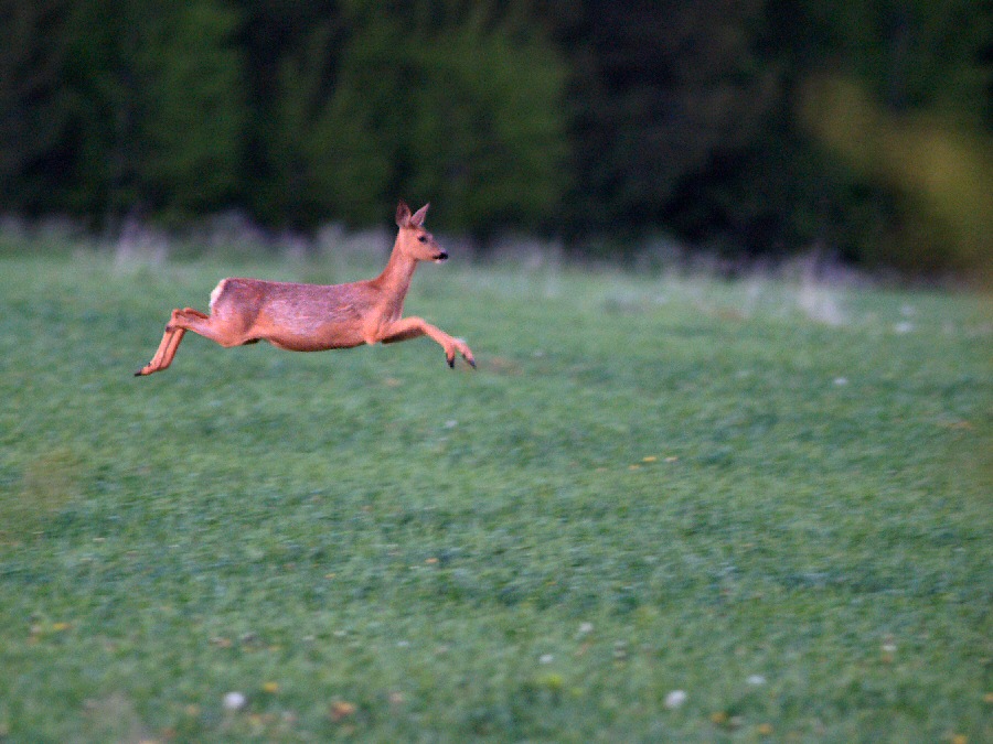 High Jump