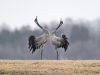 Dance of the Cranes by Jens Birch