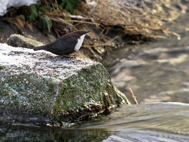 White Throated Dipper