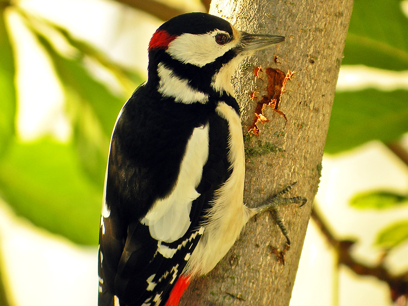 Great Spotted Woodpecker