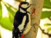 Great Spotted Woodpecker by Henry Ekholm