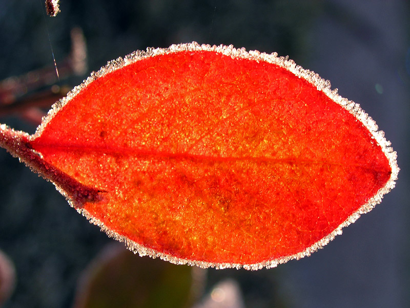 Autumn leaf number 3