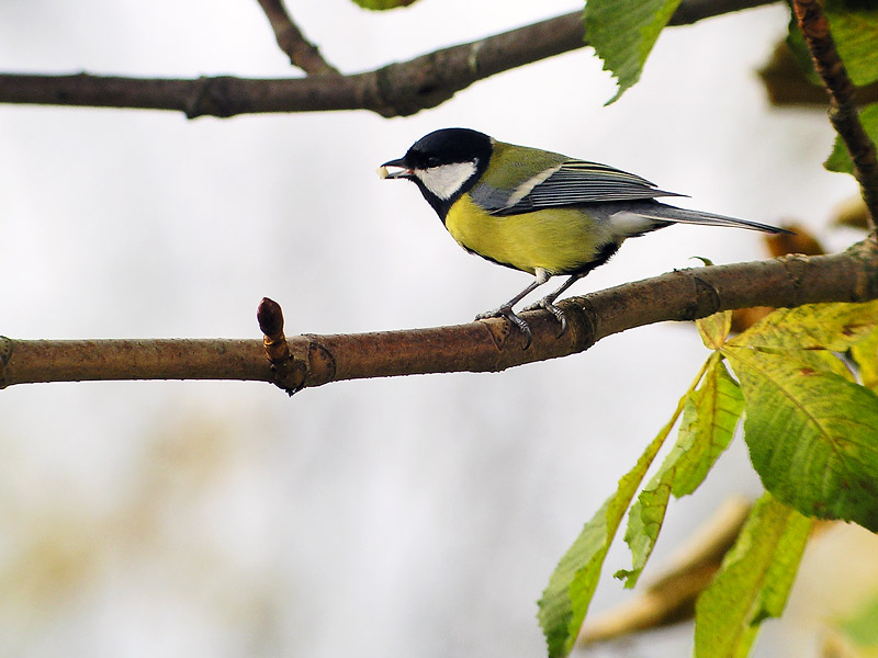 Great tit