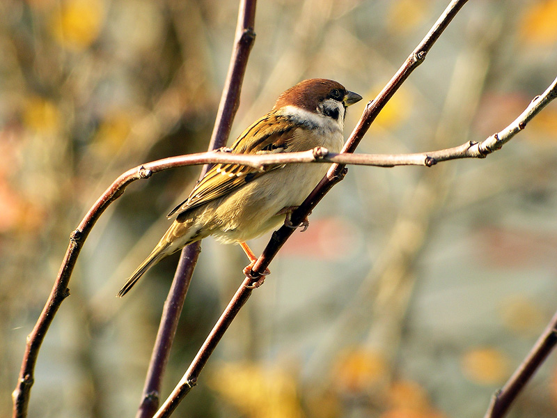 Eurasian Tree Sparrow