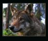 Wolf by Ricard Bergstr?m
