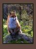 Red fox by Ricard Bergstr?m