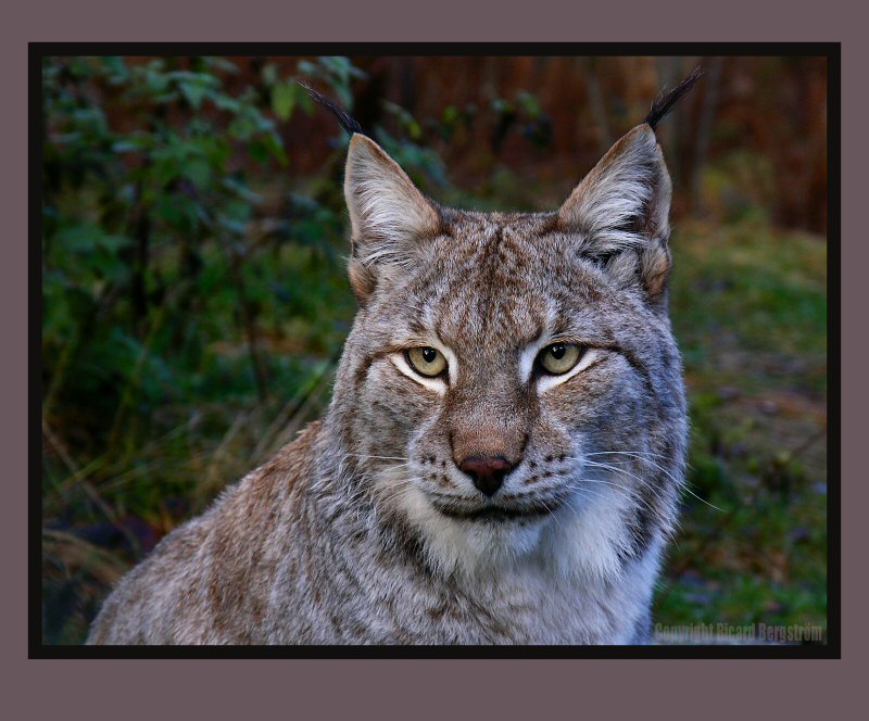 Lynx