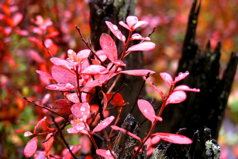 Lingonberry leafs..