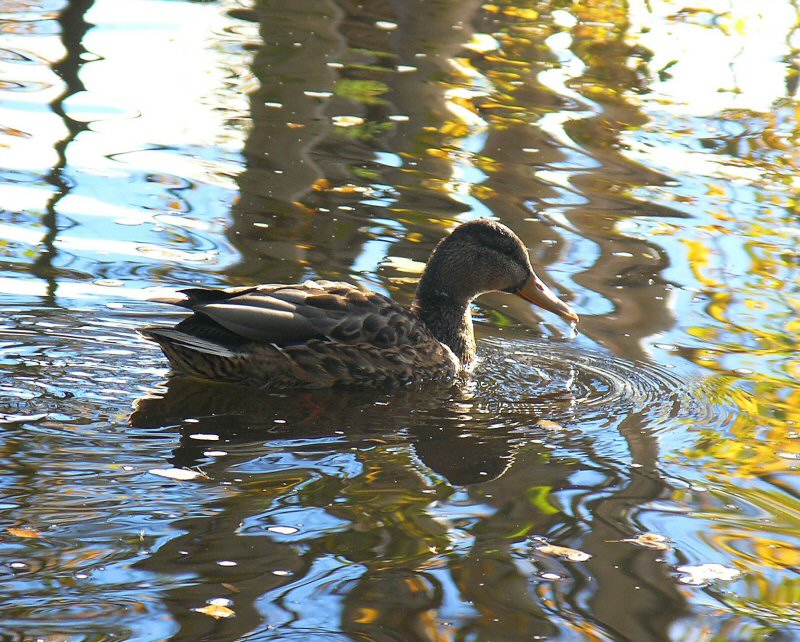 Mallard