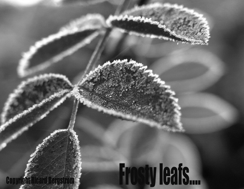 Frosty leafs