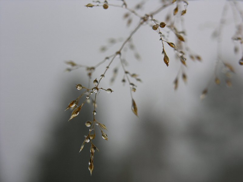 dewdrops