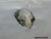Curious seal by Ricard Bergstr?m