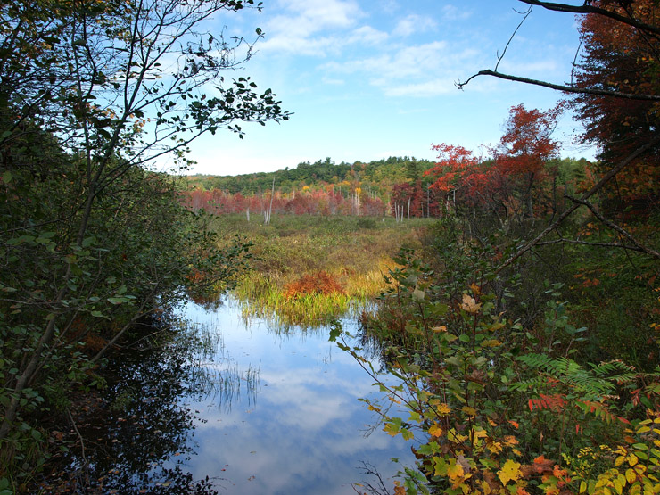 Fall Colors (2)