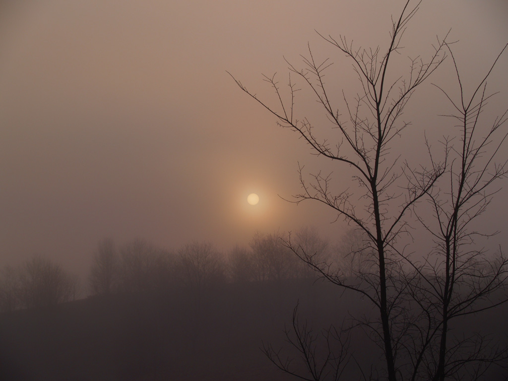 Foggy Spring Sunrise