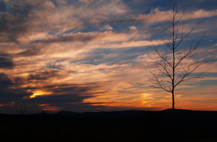 Lonely Tree