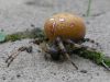 Orange Wheelweaving spider by Bart Declercq