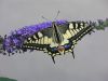 Swallowtail Butterfly by Bart Declercq