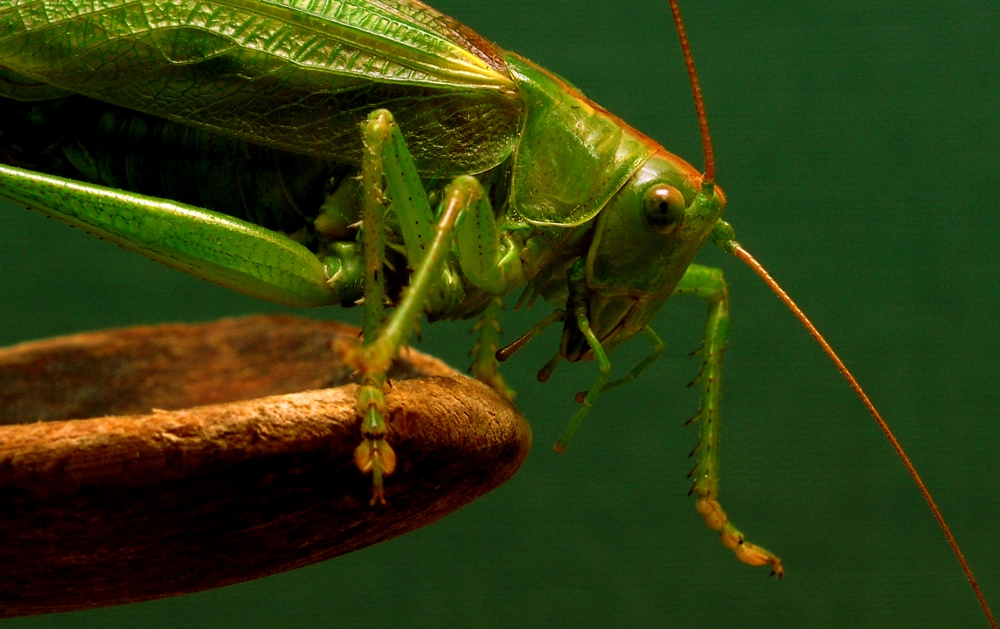 Hopper on wooden spoon