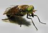 Table Fly by Dirk Guttmann