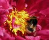 Bee at work by Dirk Guttmann