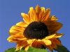Simply sunflower by John Hafenecker