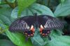 Papilio memnon (Great Mormon - female) by Gary Hebert